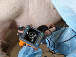 Блок развертки ультразвука цифров медицинский ветеринарный с экраном 3,5 дюймов и частотой Порбе 2.5М, 3.5М